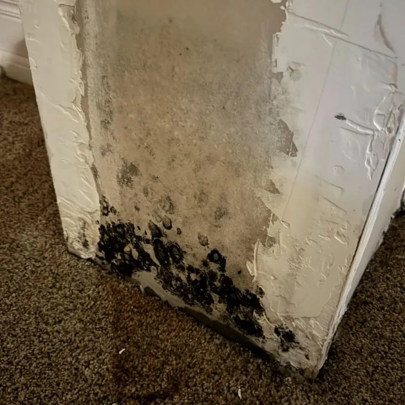 Professional Mold Removal in Texanna, OK